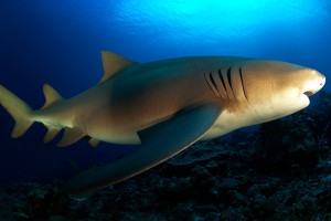 Silky_-Shark_French_Polynesia01