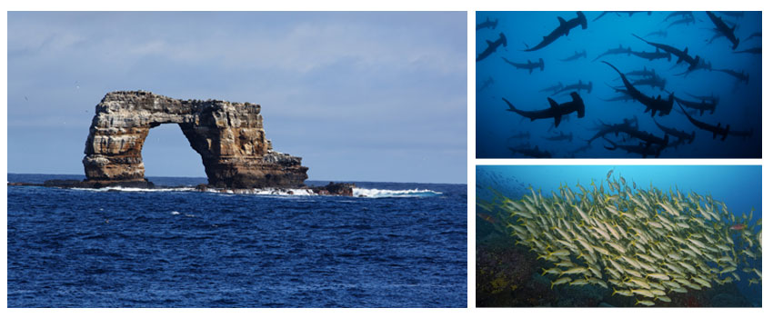 Diving on Darwin Island