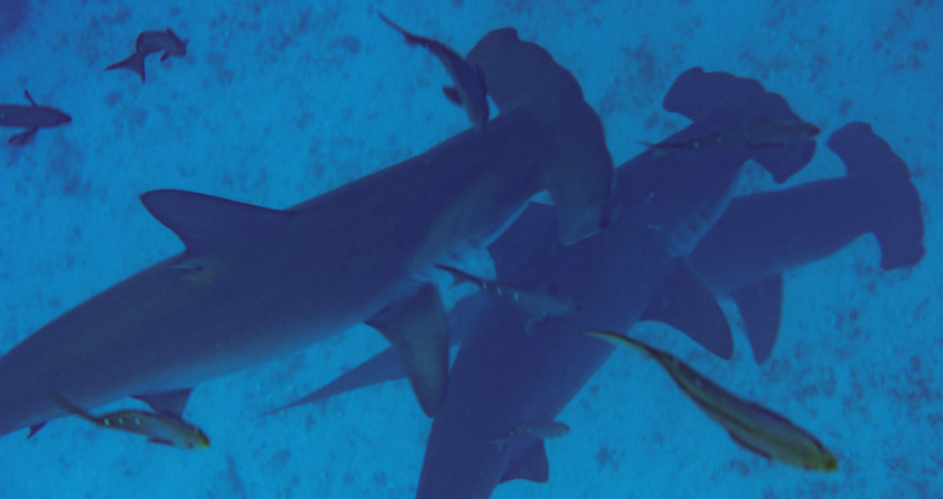 hammerheads