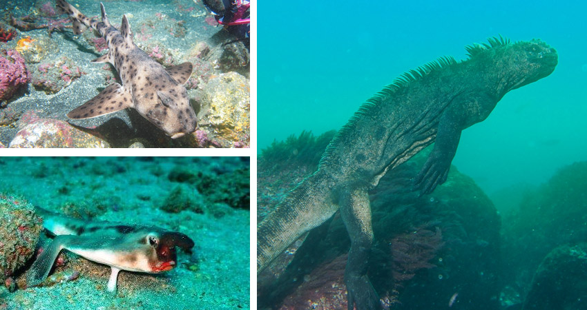 marine-iguanas