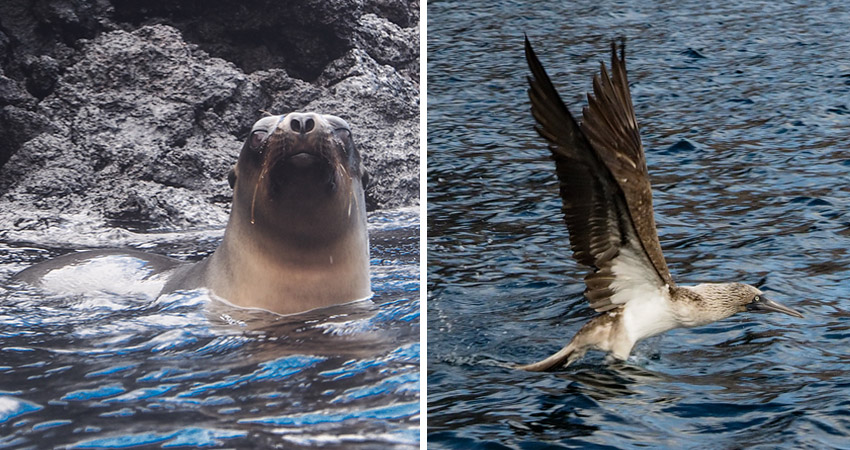 sea lions