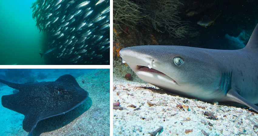 white-tip-reef-sharks-in-galapagos