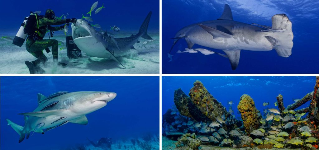 diving-bahamas