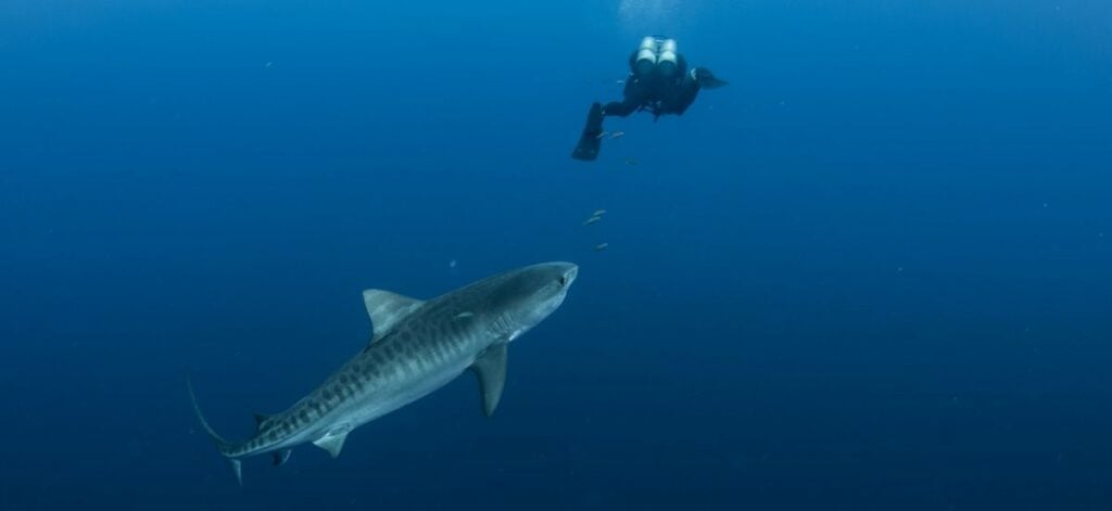 tiger shark in Bikini