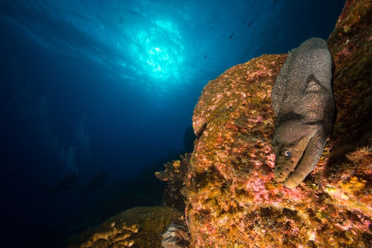 Moray eel in the Galapagos