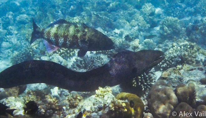 grouper and moray eel hunting together