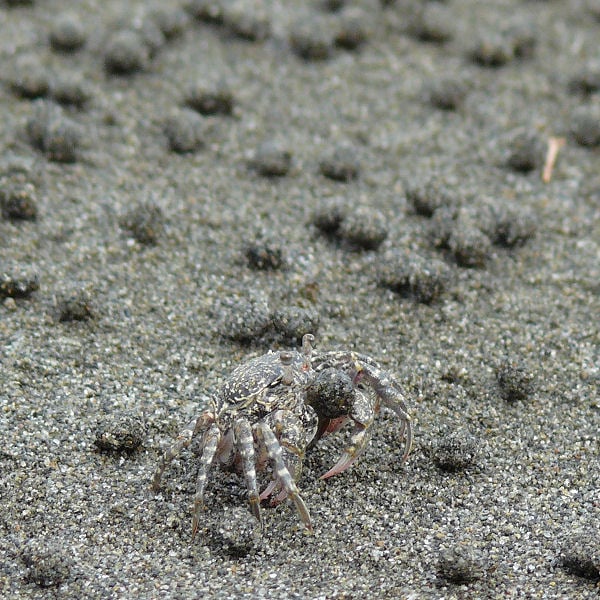 Sand Crab 