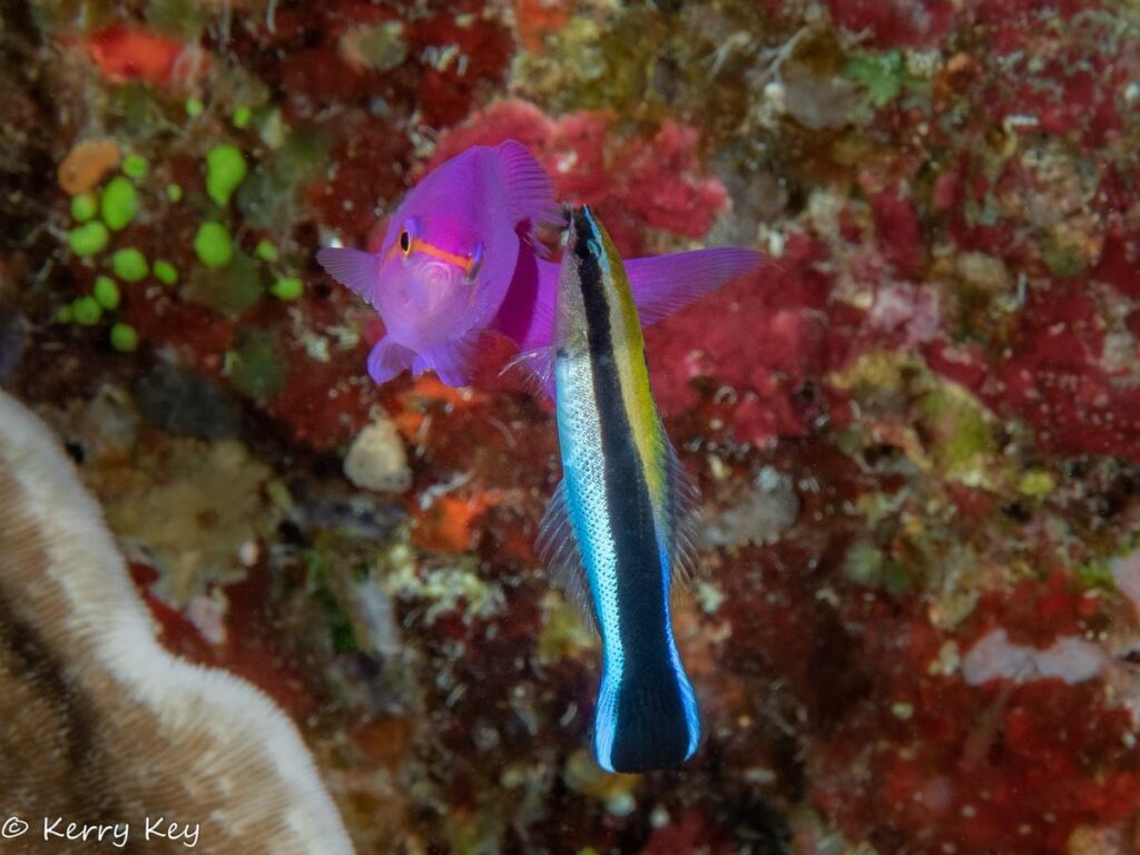 Cleaner Wrasse in Palau