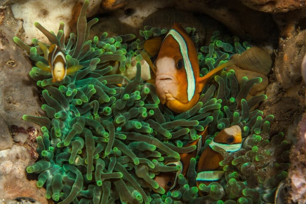 Clown fishes in the Philippines