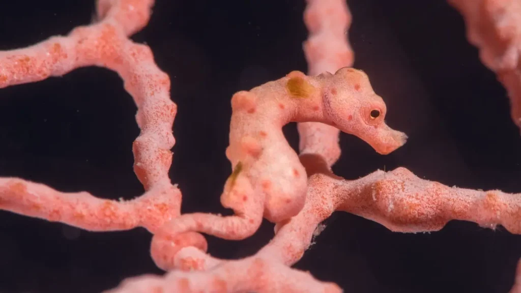 A high-detail macro shot of a pygmy seahorse on a sea fan, highlighting the incredible biodiversity available in the Solomon Islands.