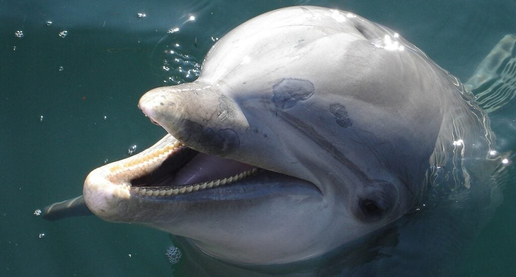 Dolphin mouth with its teeth