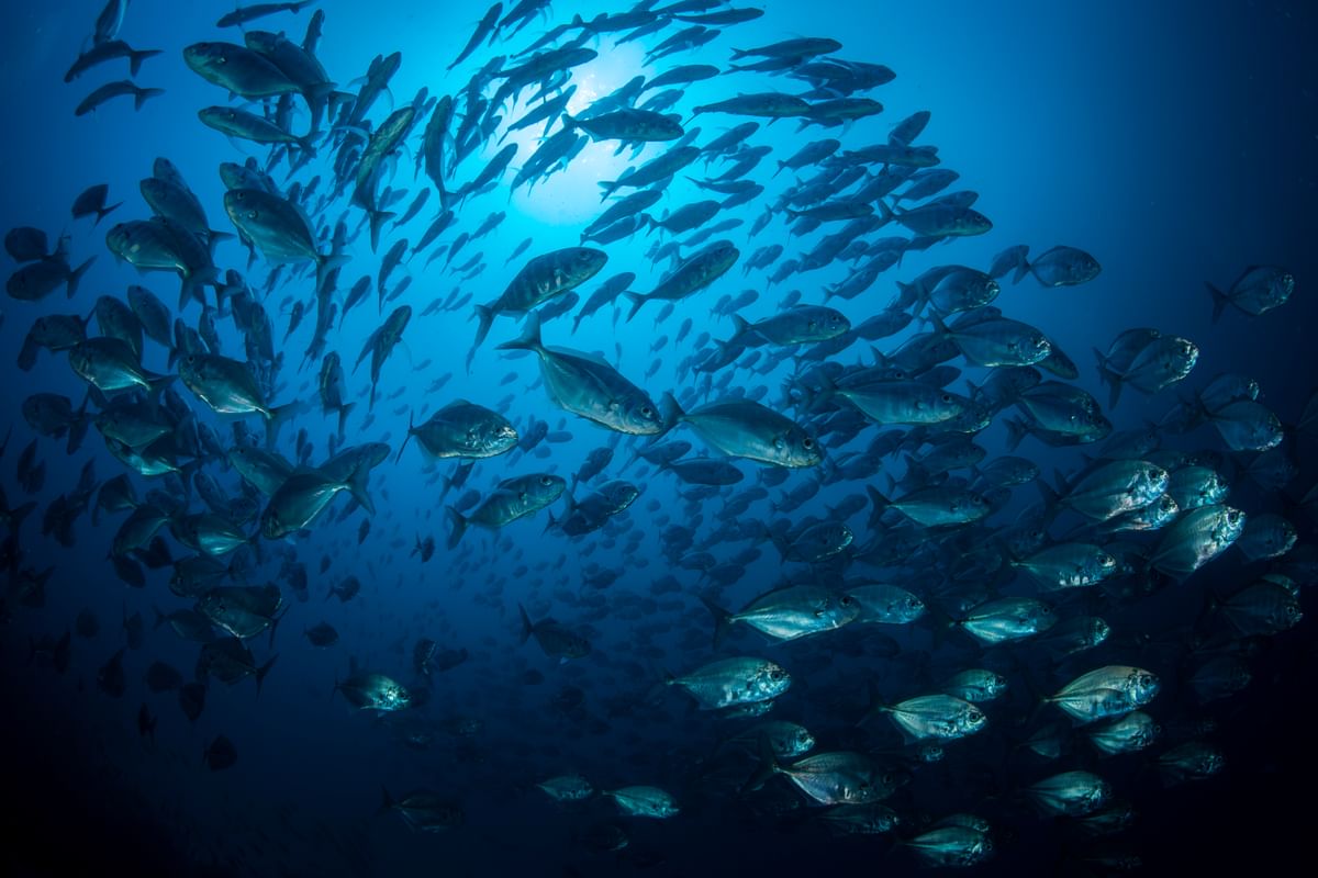 Large school of fishes in the Galapagos