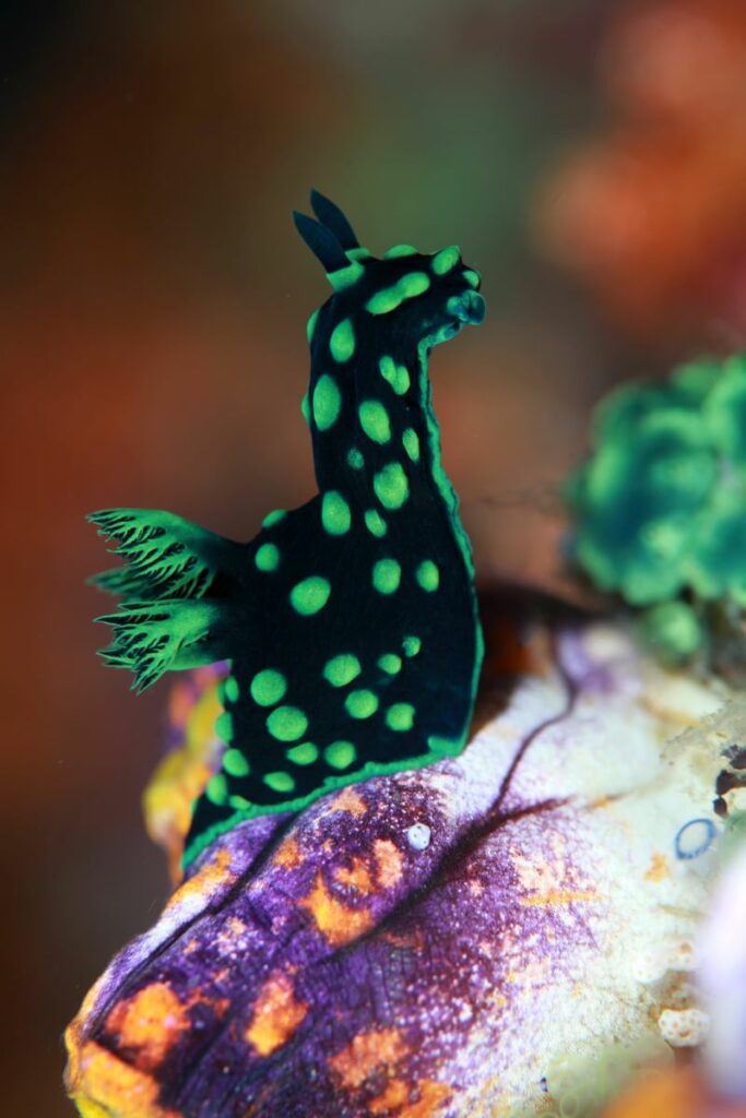 Nudibranch climbing - raja