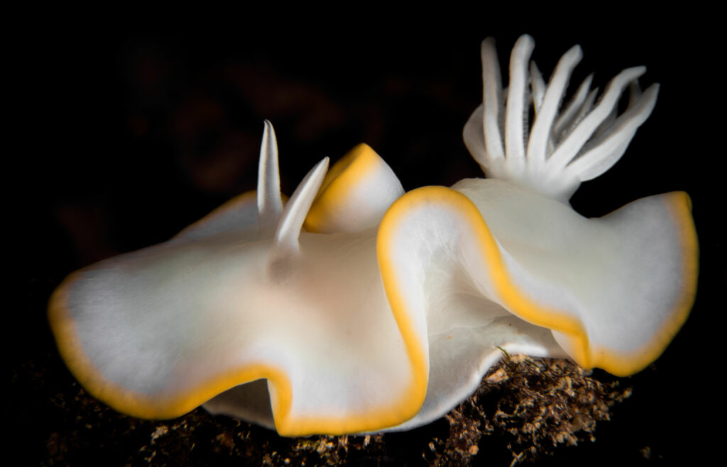 Nudi in Solomons