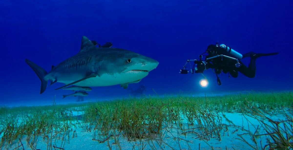 Tiger Shark in Tiger Beach with a photographer