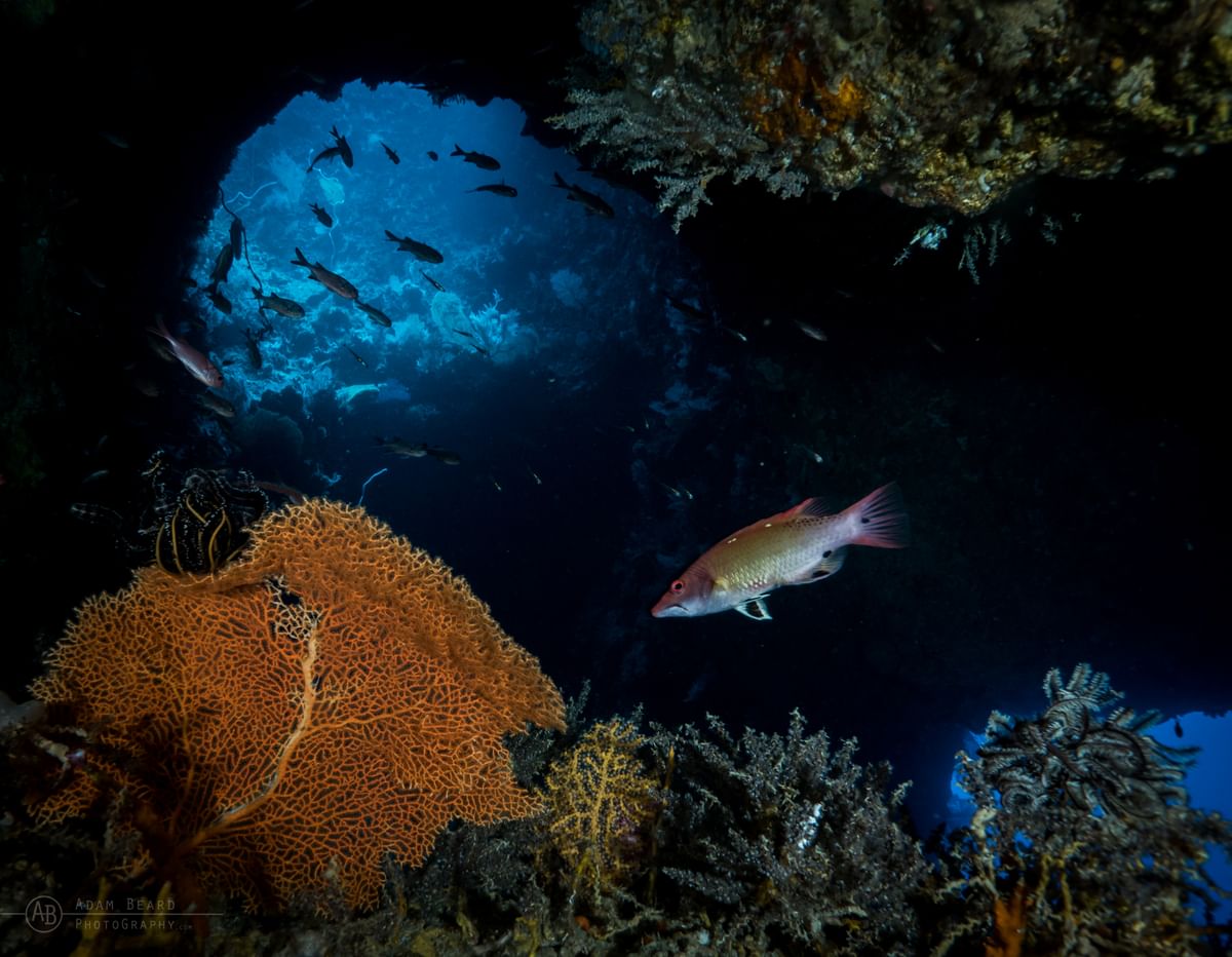 Wrasse in a tunnel in the Solomons