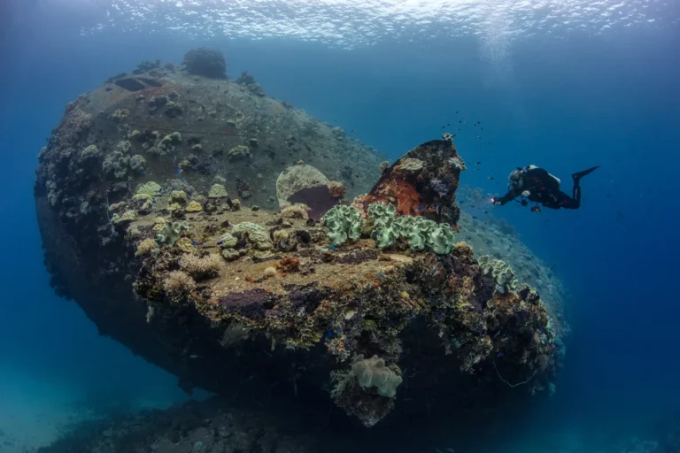 Liveaboard diving in Truk Lagoon - shallow coral encrusted stern and propeller of the Gosei Maru wreck