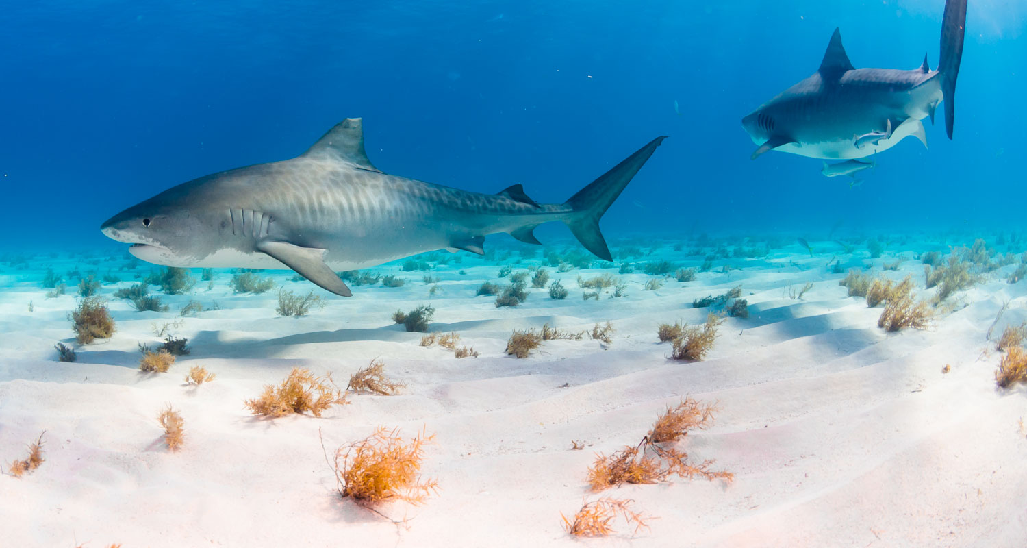 Tiger Beach Experience 7 nights Master Liveaboards