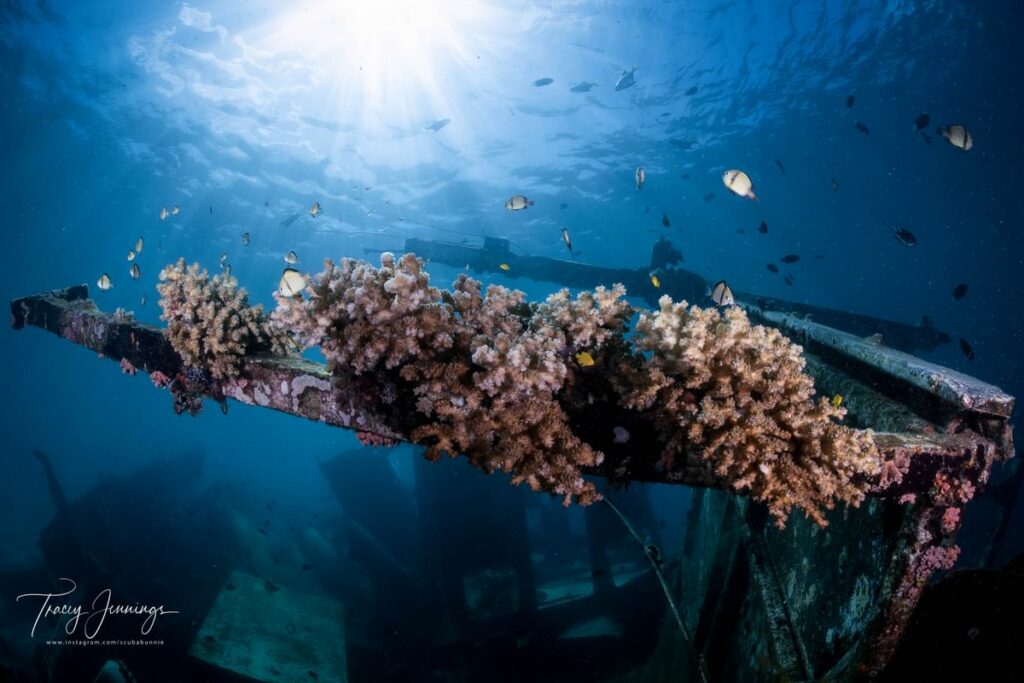 Coral on wreckage by Tracy Jennings in the Solomons