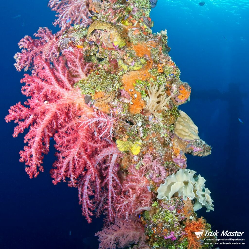 Soft corals on Sankisan Maru mast