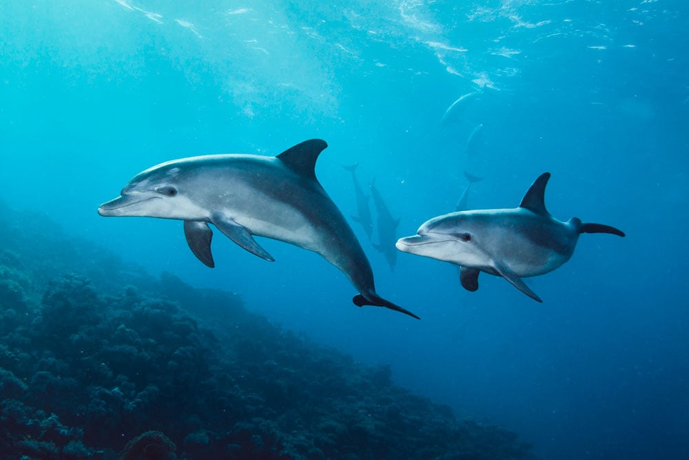 Diving with dolphins in Bahamas