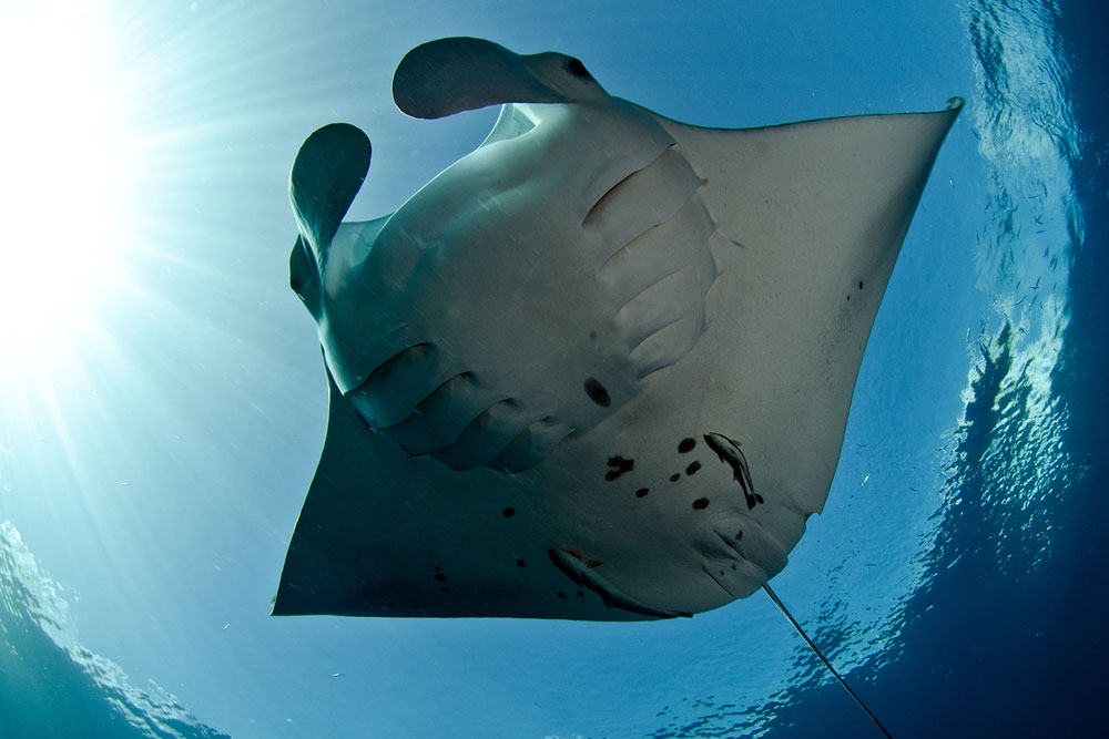 Manta Rays - Master the Galapagos