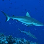 Is Palau really a great diving destination?