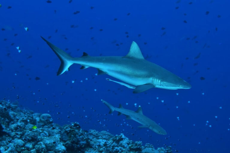 Sharks are often seen at Blue Corner