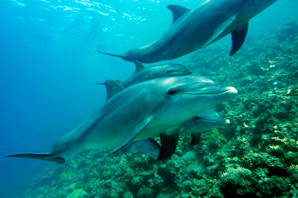 Diving with Dolphins at Tubbataha - Philippines