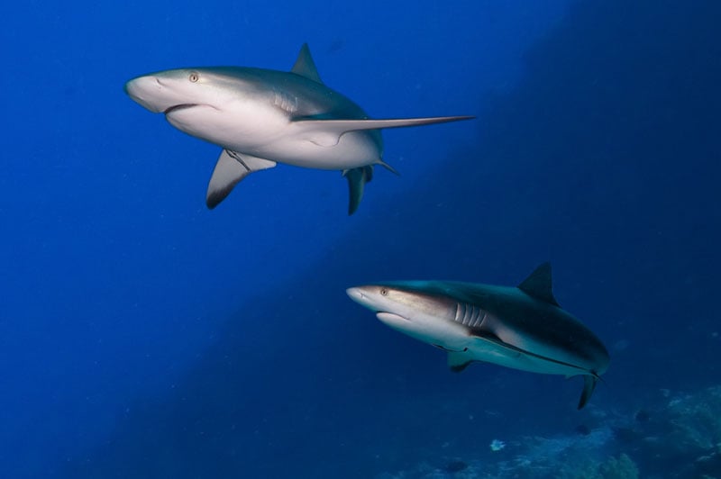 Grey Reef Sharks in the Maldives