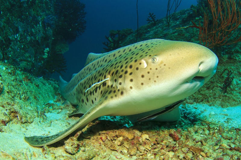 Leopard sharks