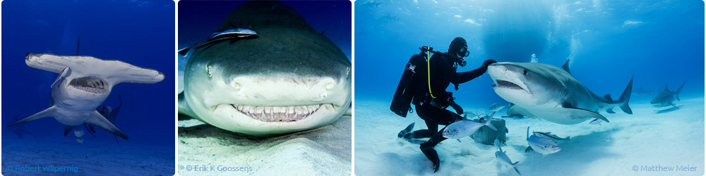 Are tiger sharks dangerous - Diving liveaboard in Thailand and Myanmar