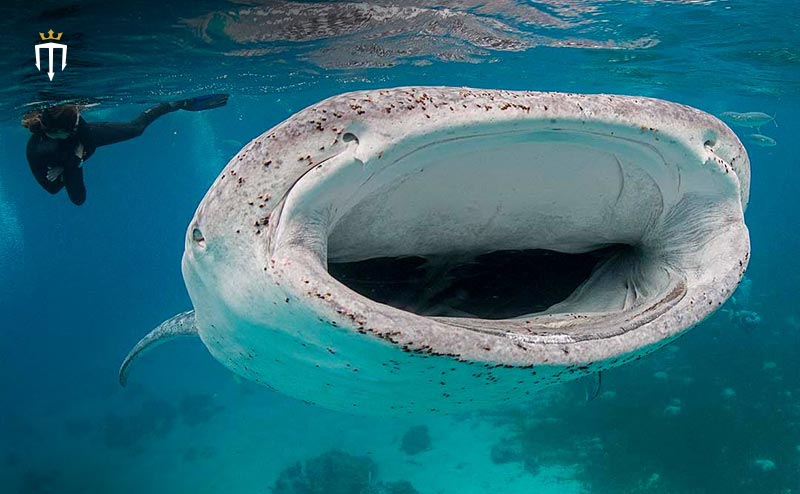 whale shark teeth