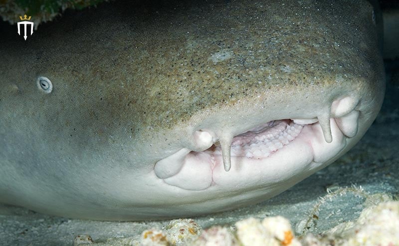 bull shark teeth rows