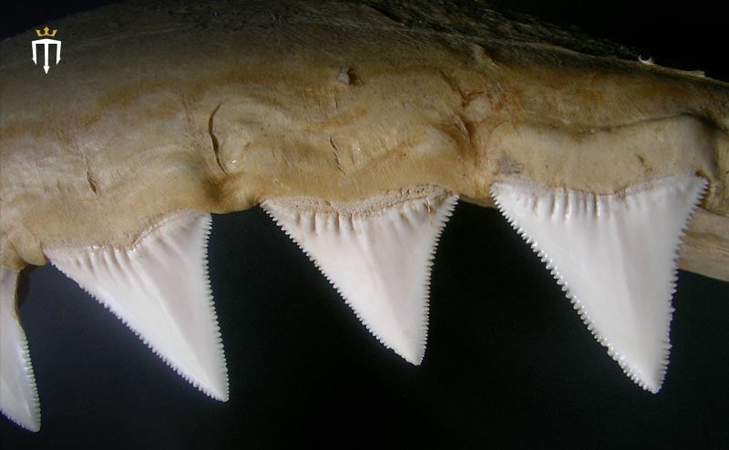 bull shark teeth rows