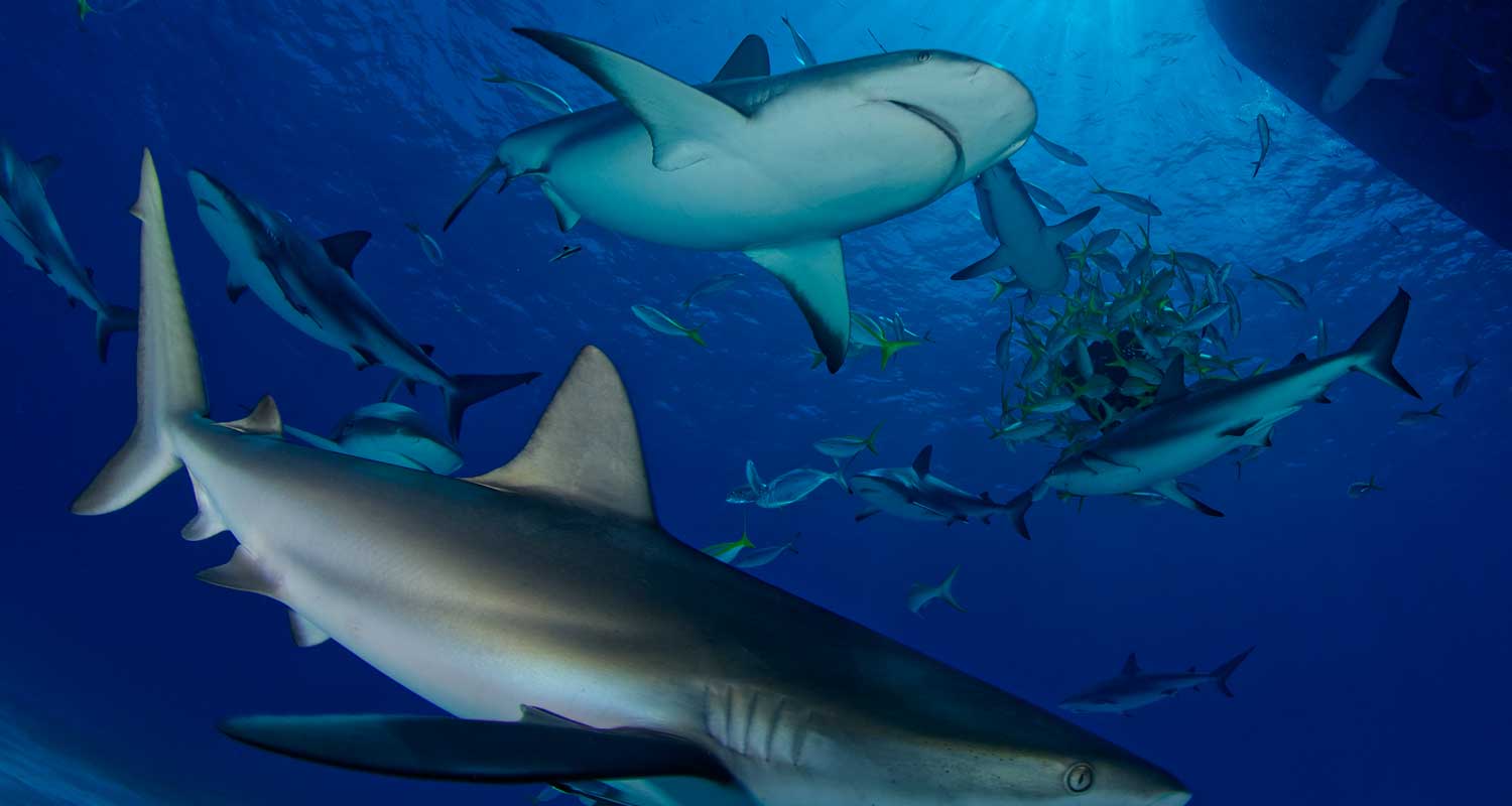 Diving with Sharks in the Bahamas