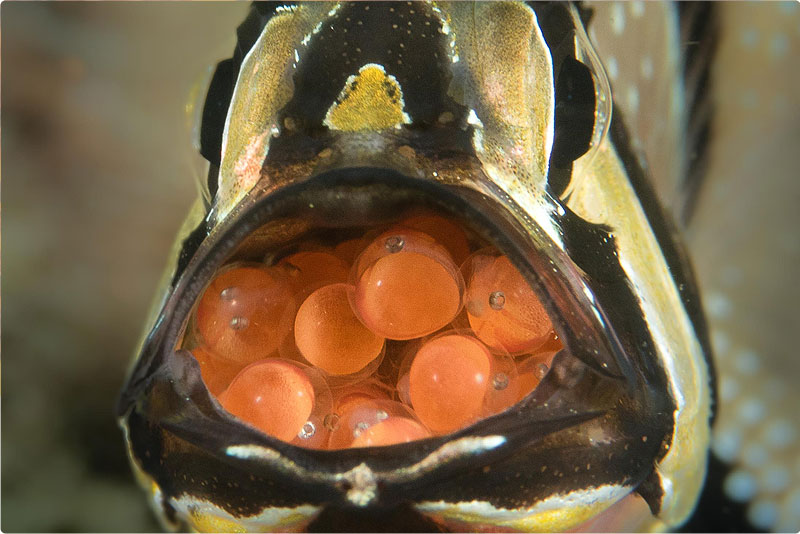 Cardinal Fish eggs - Happay Easter!