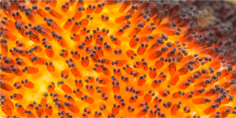 Happy Easter - Clownfish eggs