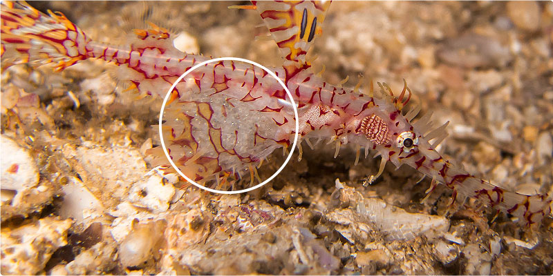 Happy Easter - Ghost pipefish eggs