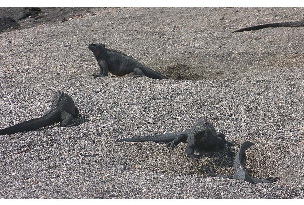 Galapagos Marine Iguanas laying eggs