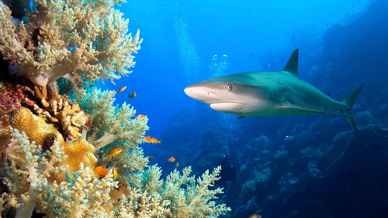 Saving our sharks