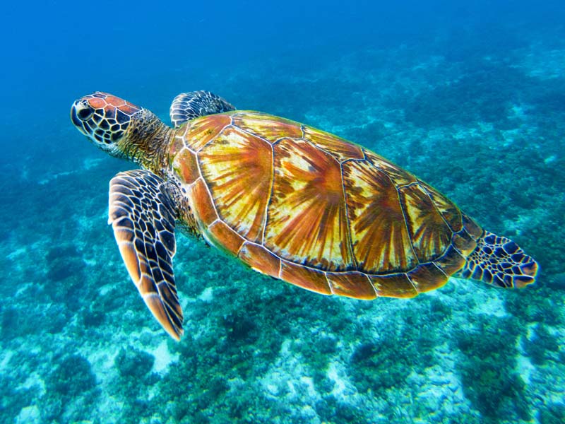 Sea turtle swimming underwater