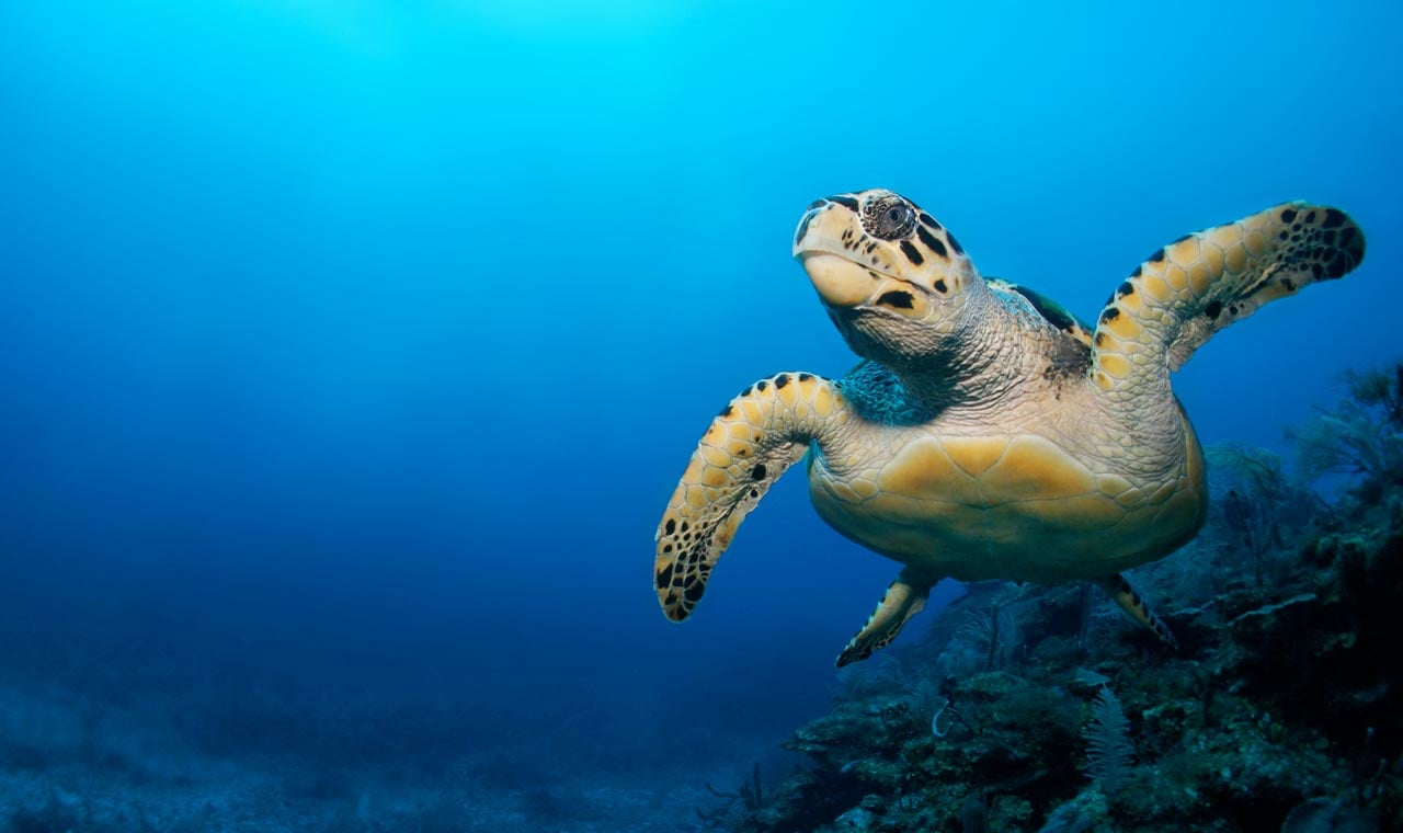 Sea turtles - six facts you probably didn't know