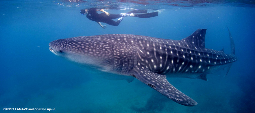 Whale shark - LAMAVE