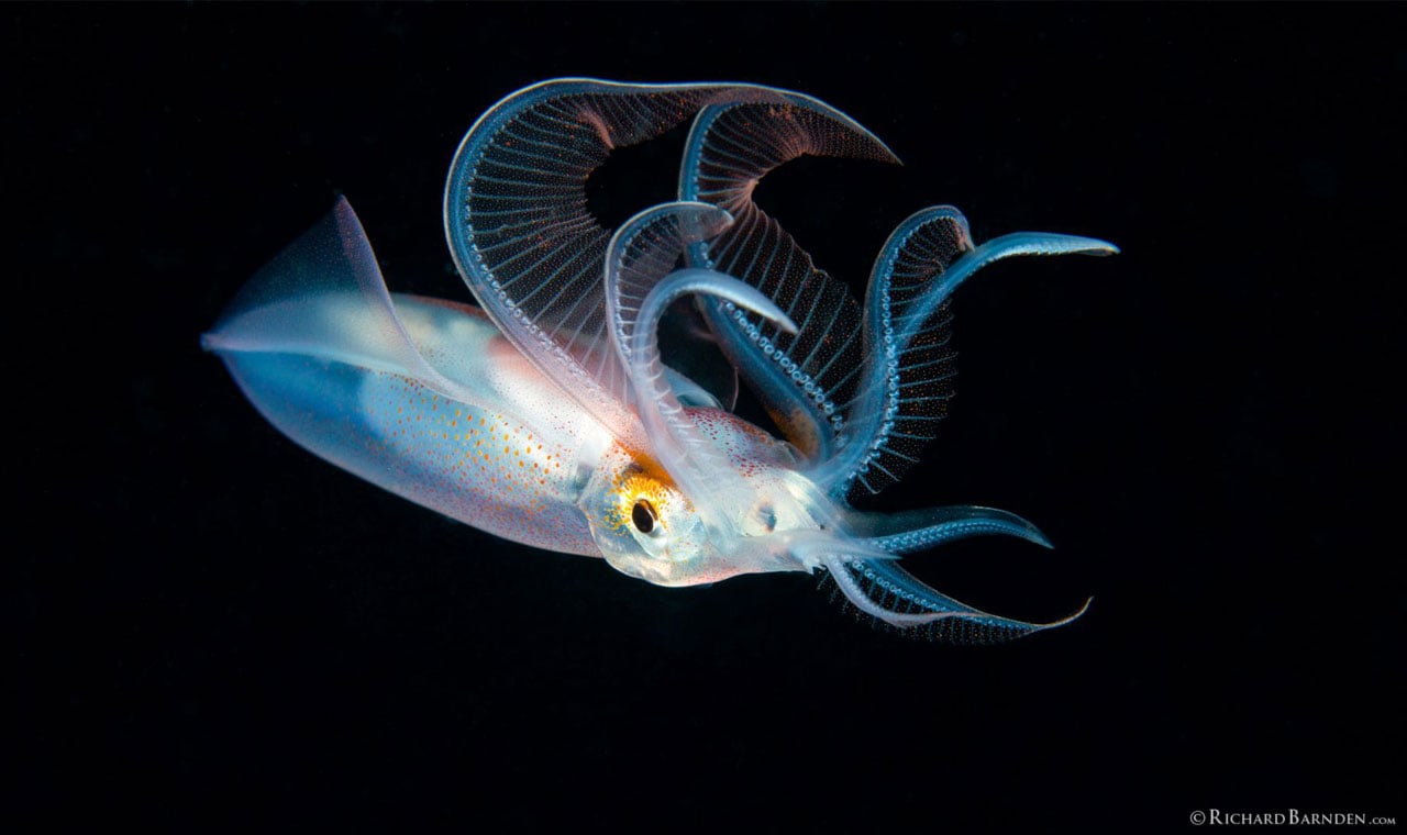 What is blackwater diving?