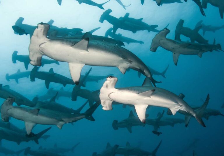 Where do hammerheads go? Master Liveaboards