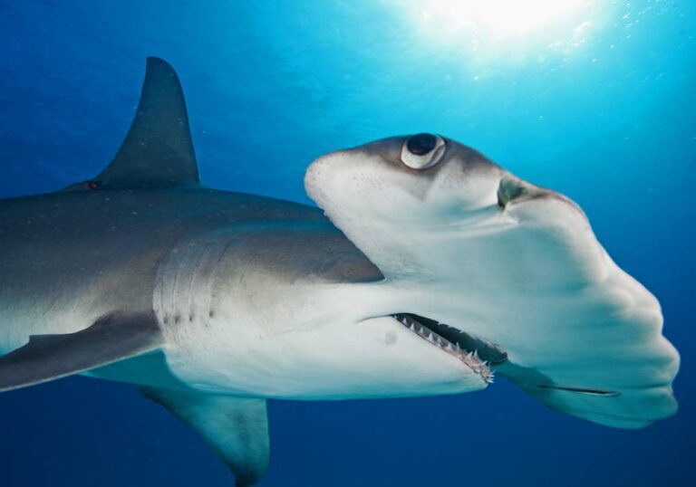 Where do hammerheads go? - Master Liveaboards