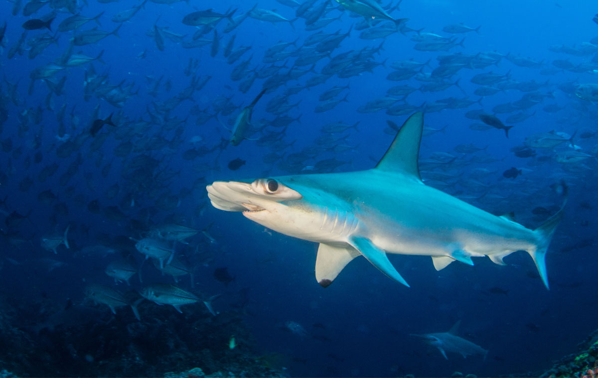 Where do hammerheads go?