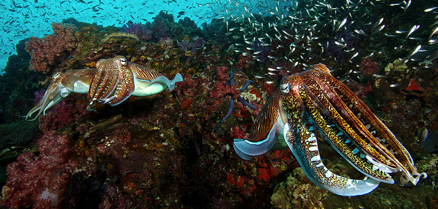 Cuttlefish at Richelieu Rock by Steve de Neef