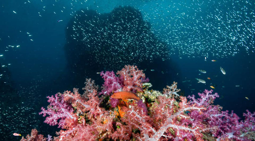 Soft corals at Thailand's best dive site